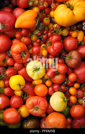 Große Auswahl an reife rote, gelbe und grüne Tomaten Stockfoto