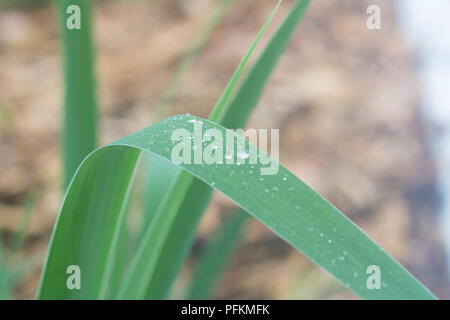 Regen fällt auf Iris leaf Stockfoto