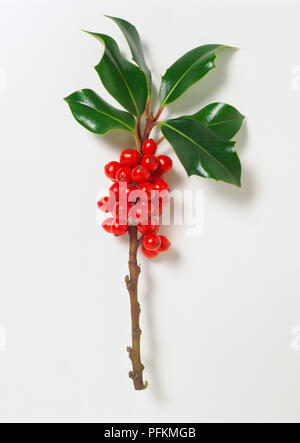 Ilex aquifolium (stechpalme), glänzend dunkelgrünen Blättern und roten Beeren auf Schaft Stockfoto