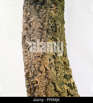 Korkeiche (Quercus suber), strukturierte Rinde Stockfoto