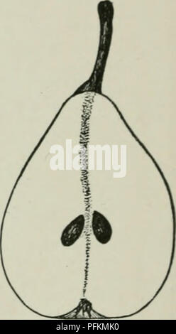 Dieser Eintrag aus der Cyclopedia of Hardy Fruits enthält die Fruchtsorte Madeleine Marie Louise, die für ihren glatten, dicken Stamm und die spät reifenden, längpyriformen Früchte bekannt ist. Es bietet eine umfassende Beschreibung der Pflanze, ihres Anbaus und ihrer Erntetechniken. Dieser Reiseleiter ist wertvoll für Obstbauern und Gartenbauern, die sich für den Anbau harter Fruchtarten interessieren. Stockfoto