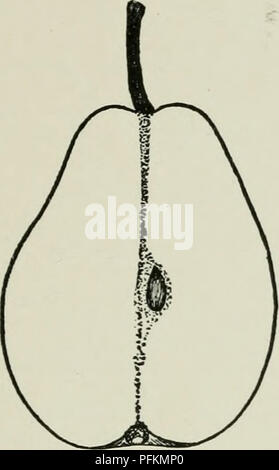 . Cyclopedia von Hardy Früchte. Obst, Obst - Kultur. DOYENNE BOUSSOCK DOYENNE DU COMICE 85 Punkte zahlreiche, kleine, bräunlich-rotbraun; Fleisch mit Gelb, in der Mitte, zart und Schmelzen, saftig, aromatisch, mit einer lebhaften weinigen Geschmack, Qualität gut; die großen, geschlossenen, axile, mit umklammern Core-Linien gefärbt; Kelch-tube Kurze, breite, konisch; Samen groß, breit, lang, mollig, akut. DOYENNE BOUSSOCK. Abb. 80. Bom-Socke. Wenn die Früchte besser in der Qualität waren und immer mehr, diese Vielfalt wäre Rang nehmen unter den besten kommerziellen Sorten, für die Birnen sind nett und die Bäume sind fast perfekt Stockfoto