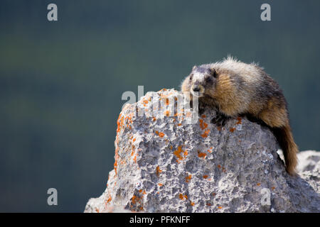 Ein Hoary marmot Sonnen itslef auf einem Felsen in den kanadischen Rocky Mountains Stockfoto