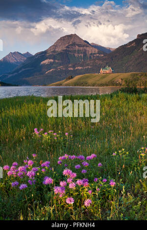 Wilde Bergamotte und der Prinz von Wales Hotel in Waterton Lakes National Park, Alberta, Kanada Stockfoto