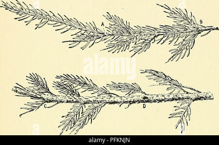 . Cyclopedia der amerikanischen Gartenbau, bestehend aus Anregungen für den Anbau von Gartenpflanzen, Beschreibungen der Arten von Obst, Gemüse, Blumen und Zierpflanzen in den Vereinigten Staaten und in Kanada verkauft, zusammen mit geographischen und Biographische Skizzen. Im Garten arbeiten. 1334 PICEA l^ ICEA 7. nlbra, Link (S. aeittlssima, J. G. Jack, S. Rubens, Sarg.). Roten Fichten. Baum, 80 ft. oder gelegentlich zu 100 ft., mit kurzen und schlanken Zweigen bildet einen schmalen pyramidenförmigen Kopf, mit rot-braune Rinde: Junge Zweige rötlich braun: Ivs. viereckigen, akute oder mucronate, dunkel oder hell Grün Stockfoto