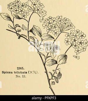 . Cyclopedia der amerikanischen Gartenbau: Bestehend aus Anregungen für den Anbau von Gartenpflanzen, Beschreibungen der Arten von Obst, Gemüse, Blumen und Zierpflanzen in den Vereinigten Staaten und in Kanada verkauft, zusammen mit geographischen und Biographische Skizzen. Gartenbau, Gartenbau, Gartenbau, Gartenbau. SPIR^ ein Apex. Juli. Himal. Gn. 15, S. 49; 49, S. 421; 52, S. 28; 54, S. 48. - Sehr anmutig und stattlichen Strauch, aber nicht winterhart. Es tritt unter sehr vielen verschiedenen Namen in die Gärten, als S. argintea, cuneAta, ciinei - fdlia, flagellAta, flagelUfirmis, rotundifdlia, Stockfoto