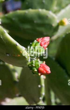 St Eustatius, botanischen Gärten, rote Blumen auf einem Feigenkakteen, close-up Stockfoto