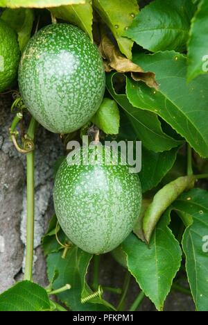 Saba, Leidenschaft Frucht am Baum Stockfoto