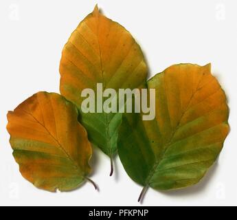 Fagus sylvatica (Buche), drei Blätter im Herbst Stockfoto