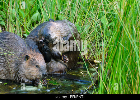 Zwei Biber 'Castor canadensis'; genießen Sie einen Ausflug im tiefen Sumpfgras am Ufer des Maxwell Lake in Hinton Alberta Canada Stockfoto
