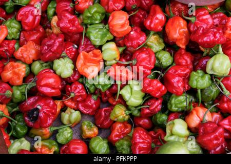 Scotch Bonnet (Capsicum chinense) Chilis Stockfoto