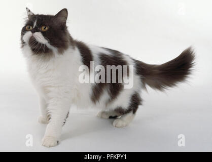 Schokolade und Weißen persischen Langhaarkatze mit dunklen braunen Abzeichen, stehend. Stockfoto