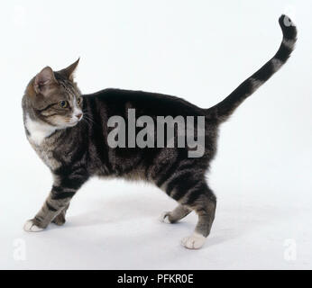 Brown Classic Tabby und Weiß nicht-Stammbaum kurzhaar Katze mit gestreiftem Muster, stehend mit erhobenen Schwanz. Stockfoto