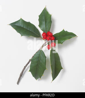 Ilex opaca, Zweig von Holly und Beeren Stockfoto