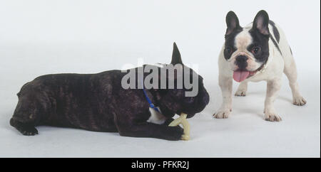 Eine stämmige schwarze Französische Bulldogge kaut auf ein Spielzeug vor ein eifriger Zuschauer, ein Keuchen schwarze und weiße Bulldogge. Stockfoto