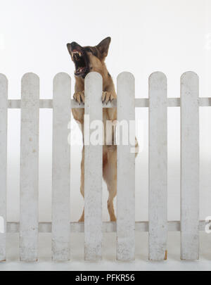 Aggressive Deutscher Schäferhund Zucht und bellen hinter weißen Lattenzaun, Vorderansicht Stockfoto
