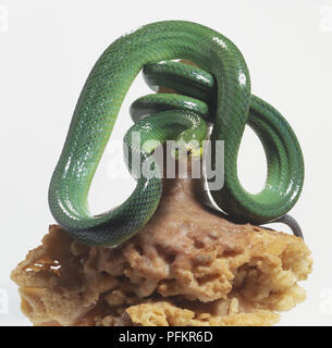 Red-tailed Ratsnake Grün (Gonyosoma oxycephalum) slithering mit seinem Schwanz um rock Spiralkabel, Vorderansicht Stockfoto