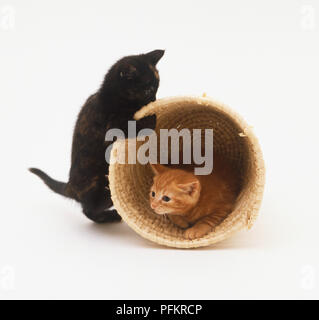 Schwarz und Ginger Kätzchen spielen "Hide and Seek" mit einem Korb Stockfoto