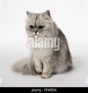 Ein Silber-schattigen Persisch Kätzchen Sitzen Stockfoto