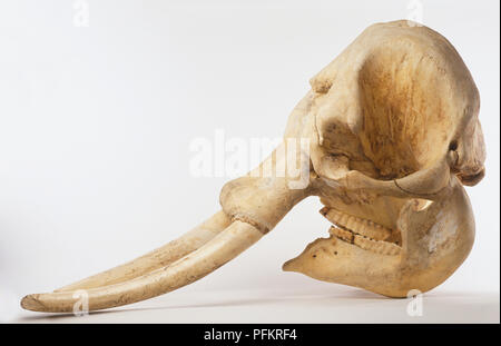 Schädel eines indischen Elefanten (Elephas maximus), Seitenansicht. Stockfoto