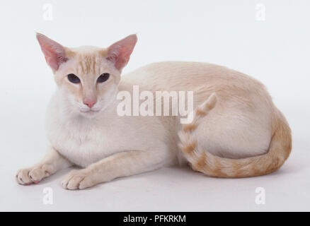 Red Tabby Point Siam Katze mit weißen Mantel mit einem Hauch von apricot und klar definierte Schwanz Ringe, liegen. Stockfoto