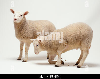 Zwei Lämmer, zehn Wochen alt, cremefarbenen wolliges Fell, aufrechte Ohren, dunkelbraun Hufen, eine stehend, die andere aus liegender Position, eine vordere Bein gebeugt unter der Karosserie, Seitenansicht. Stockfoto