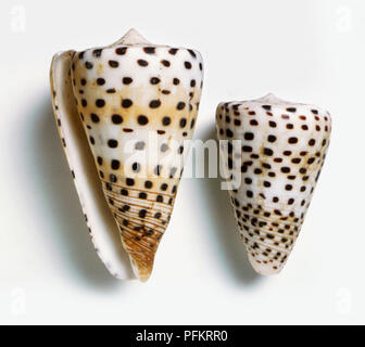 Zwei Elfenbein cone Shells (Conus eburneus) Stockfoto