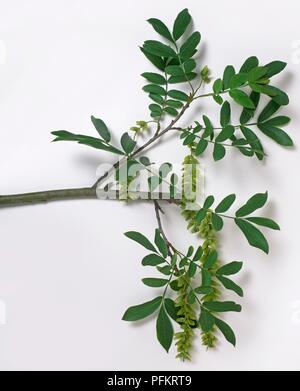 Pterocarya stenoptera (Chinesisch wingnut), Ast mit Blätter und Palmkätzchen Stockfoto