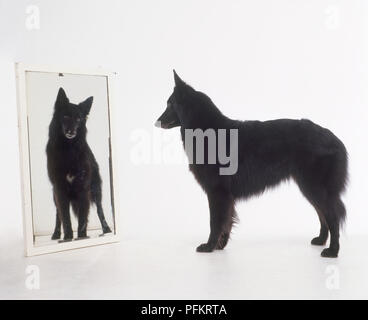 Schwarze langhaarige Deutsche Schäferhund Gesicht an der Reflexion im Spiegel zu Gesicht Stockfoto