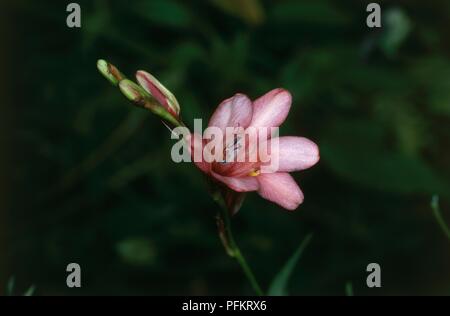 Rosa Blume von Tritonia rubrolucens disticha Subspezies. Stockfoto