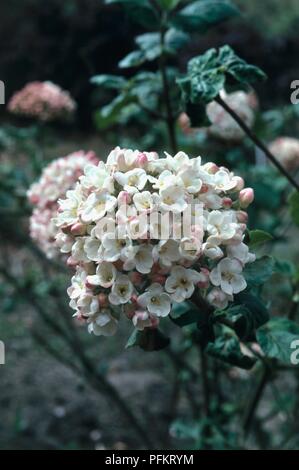 Gruppe aus weißen und rosa Blüten von Viburnum carlcephalum x Stockfoto