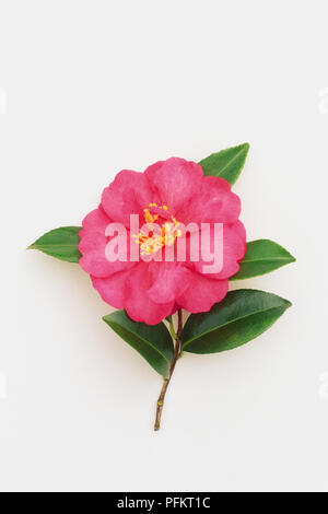 Kamelie 'Dazzler', immergrüner Strauch mit großen, dunklen rosa Blume und gezackte Blätter Stockfoto