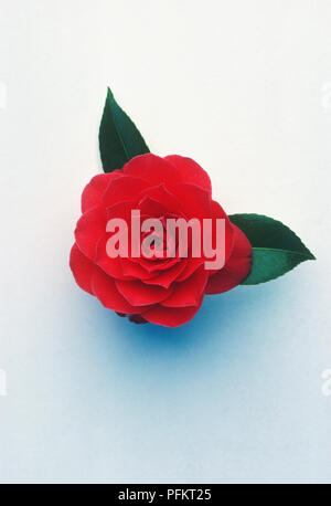 Camellia 'Black Lace', rot gefüllte Blüte mit glänzenden, dunkelgrünen Blätter Stockfoto