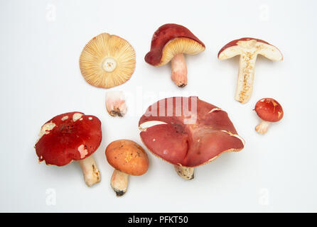 Psathyrella rosea (Rosy brittlegill), Red-capped Pilze Stockfoto