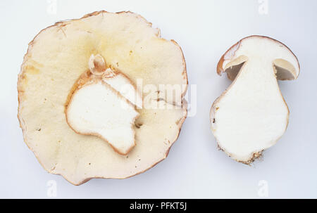 Steinpilze Stockfoto