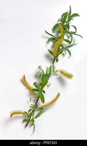 Salix alba (weiße Weide), Stengel mit grünen Blättern und gelben Palmkätzchen Stockfoto