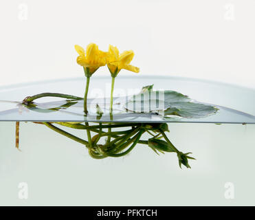 Gelbe Blumen aus Nymphoides peltata (Gesäumten Seerose) mit Unterwasser Wurzeln, close-up Stockfoto