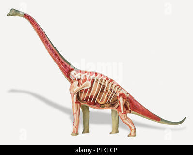 Interne Anatomie der weiblichen Brachiosaurus Stockfoto