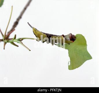 Puss Moth (Cerura vinula) Raupe Fütterung auf Blatt Stockfoto