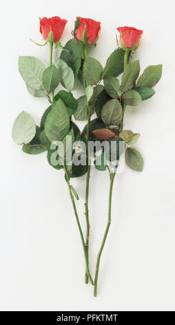 Drei rote Rosen mit Blättern Stockfoto