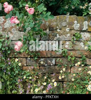 Eine verwitterte Wand mit rosa Rosen und Gänseblümchen wachsen auf es Stockfoto