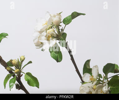 Apfelblüte Stockfoto