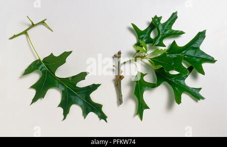 Quercus coccinea (Scarlet Eiche), zwei mit Blättern, Stielen Stockfoto