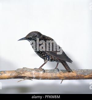 Nach Star (Sturnus vulgaris) auf Zweig, Seitenansicht Stockfoto