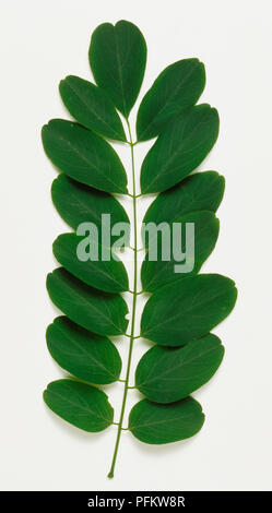 Robinia pseudoacacia, Robinie, falsche Akazie verlässt. Stockfoto