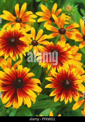 Rudbeckia hirta 'Becky Gemischt' (black-eyed Susan), blütenköpfe Stockfoto