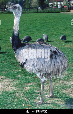 Seitenansicht eines größeren Rhea, einem großen, flugunfähigen Vogel, mit Kopf im Profil, mit Federn auf dem Kopf, Gesicht und Hals, lose, shaggy Flügelfedern, starke Beine und kurzen, dicken Zehen. Stockfoto