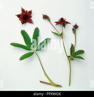 Potentilla palustris (Marsh cinquefoil), Stängel mit Blüten und Blätter Stockfoto