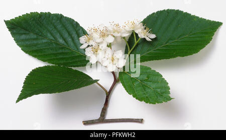 Rosaceae, Sorbus alnifola, Koreanisch Mountain Ash, dunkelbraun Zweig Tipp, Lang, eiförmig, gezahnte Blätter, und weiße Blumen in Clustern. Stockfoto