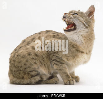 Indische Wüste Katze (Felis silvestris Ornata), saß und seinen Kopf nach hinten drehen, entblößte seine Zähne, Seitenansicht Stockfoto